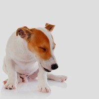 犬がプルプルと震えるのはなぜ？5つの理由ごとの見分け方や注意点、可能性のある病気まで解説