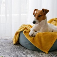 犬が不快に思う『ベッド』とは？主な特徴や睡眠環境を整えるべき理由まで