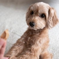 犬が『前足でちょいちょい』してくる理由とは？5つの心理を徹底解説