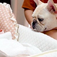 犬が『生まれたばかりの赤ちゃん』を初めて見ると…思った以上の『喜び大爆発』にほっこりが止まらない「目が優しい」「見守ってくれそう」