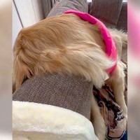 大型犬が大好きな恋人と喧嘩をしてしまった結果…まさかすぎる『落ち込み方』とその理由に「可愛すぎる」「人間の落ち込み方ｗ」と10万再生