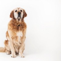 犬の『認知症』はどんな症状？必要な治療や日頃からできる予防方法まで