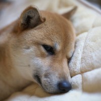 犬が誤飲した場合に出ることがある『命に関わる危険な症状』4つ　症状別の解説と知っておくべき対処法