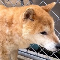 海で衰弱していた『1匹のおじいちゃん犬』…殺処分対象から保護した『1年後の姿』が愛おしすぎると159万再生「涙が止まりません」と感動