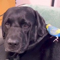 大型犬が『インコを育てた』結果…まさかの『母親だと思っている光景』が尊すぎると60万再生「ふたりともなんて可愛いの」「一心同体」と絶賛