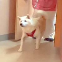 犬を動物病院に預けて2時間…再会時に見せた『切なくも愛おしい反応』に感動「ピヨピヨ鳴くの可愛すぎる…」「なぜか泣ける」と52万再生