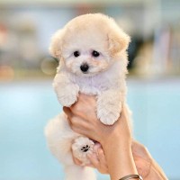 小さな子犬が『初めてのトリミング』に挑戦したら…ため息が出るほど可愛いお姿が4万再生「眠たくなっちゃうのヤバい」「癒し」海外からも絶賛