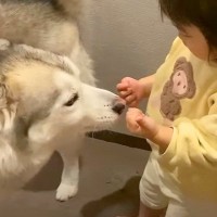 2歳の女の子とハスキー犬が一緒に暮らした結果…微笑ましすぎる軌跡『仲良し姉妹の日常』が10万回再生「優しい瞳」「素敵な関係」と賞賛