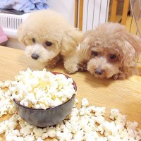 犬の前でポップコーンを作ってみた結果…ガチでパニックになる光景が『大惨事すぎる』と42万再生「あふれだしてるｗ」「器小さくて草」と爆笑