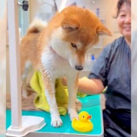 オヤツが欲しい犬に『イタズラしてみた』結果…まさかの『文句』言う姿が人間すぎると105万再生「ちがーうって言ってるｗ」「可愛すぎ」と爆笑