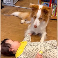 犬に『妹ができた』結果…赤ちゃんに見せた『ジェントルマンな行動』が優しすぎると111万再生「絶対守るマンでかっこいい」「ほんと良い子」