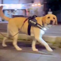 お迎えにくる大型犬を待ち伏せしてみた結果『なんか似てる人いるなあ…』 まさかすぎる反応が59万表示「見つけてから真顔なの草」と絶賛