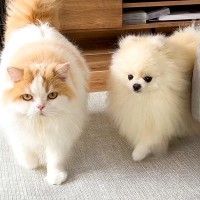 『犬が猫に育てられた』結果…まさかの『そっくり過ぎる姿』が悶絶急に可愛いと1万1000いいね「アベンジャーズ感」「キリッとしてるｗ」