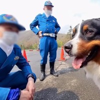 『ちょっといい？』大型犬が警察に職務質問された結果…とんでもなく平和な『ポリスメンとのやり取り』が28万再生「犬好き隊員さん素敵」と絶賛