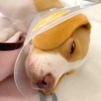 お迎えした犬の腫瘍が突然破裂…困難に立ち向かう『1年間の物語』に感動の声相次ぐ「愛で涙が止まらない」「よく頑張った」と508万再生