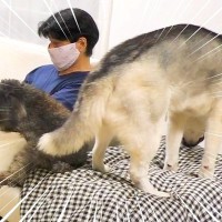 ハスキー犬が家族の前で『オナラ』した結果…まさかの『言い訳をする姿』が面白すぎると85万再生「リアクション️爆笑」「恥ずかしそうで草」