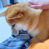 夜になってもお兄ちゃんが帰ってこない…心配になった犬が見せた『まさかの行動』が健気すぎると17万再生「まさに忠犬」「相思相愛」と感動