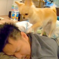 犬が『4度寝したパパ』に激怒した結果…『想像を絶する行動』が面白すぎると43万再生「もはやボクサーで草」「ストレート炸裂して爆笑」