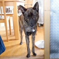 犬が『4年間守っていた約束』を破った理由…健気すぎる『まさかの行動』に感動の声「なんか涙出た」「なんて優しいんだ」と14万再生を突破