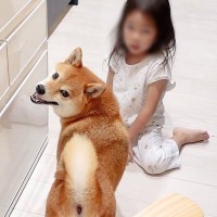 4歳の女の子が叱られた結果、犬が…まさかの『慰めに行く姿』が優しすぎると感動「頼りになるお姉ちゃん」「心配してる顔が切ない」と9万再生