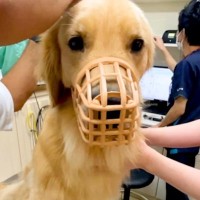 犬の耳掃除をするため『動物病院』に連れて行った結果…この世の終わりのような『絶望』が面白すぎると68万再生「顔ｗ」「ほんと好き」と爆笑