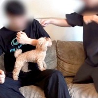 犬の前で『殴り合いのケンカ』をした結果…平和すぎる『まさかの結末』に10万再生「なんか青春で草」「結局みんな楽しそうで可愛いｗ」と絶賛