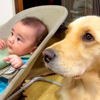 赤ちゃんが『離乳食』を食べていたら犬が…まさかの『完全に自分の分だと思っている姿』が15万再生「狙ってて可愛いｗ」「平和すぎ」と絶賛