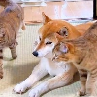 柴犬に次々と甘えにくる猫たち…それでも『平等に愛情を注ぐ姿』が尊すぎると38万再生「優しい…本当の母親みたい」「みんなの太陽」と感動