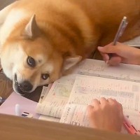 勉強中のお姉ちゃんを見つめる犬…予想外の『怖すぎる顔』が238万再生「めっちゃメンチ切ってて草」「もはや般若」「どういう感情？」と爆笑