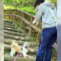 犬を抱っこしていたら、元繁殖犬が…『お友達を心配する光景』が優しすぎると7万再生「なんて良いお話」「泣いた…」「人も見習うべき」と感動