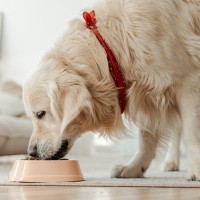 愛犬が『フード』と合わないときに見せる3つのサインとは　このような症状がでたら食事の変更を考えてみよう