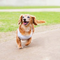 犬の『スキップ』に隠された病気２選…普段と違う歩き方をしていたら要注意