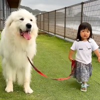 2歳の女の子が『動かない超大型犬のリードを持った』結果…想定外の展開が凄すぎると36万再生「ペース合わせてあげてて感動…」「優しすぎ」