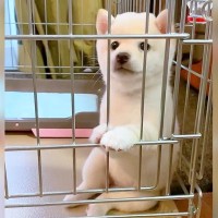 犬の赤ちゃんを『自宅に連れて帰った』結果…まさかの姿が『おっさん過ぎる』と332万再生「絶対なかに人入ってるｗ」「クセ強くて草」と爆笑