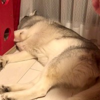 『爆睡するハスキー犬』を覗いてみた結果…想像の上をいく『寝言』が半端じゃないと126万再生「ぶーぶー言ってるｗ」「子供みたい」と絶賛