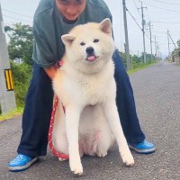 夏、犬の散歩中に振り返った結果…まさかの『道のど真ん中での散歩拒否』と飼い主との攻防戦が32万再生「断固たる決意で草」「大変すぎるｗ」