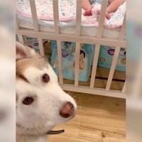 『まだ遊びたい…』ようやく赤ちゃんを寝かしつけたら、大型犬が…まさかの『配慮した行動』が優しくて可愛いと13万再生「やっと寝たのにｗ」