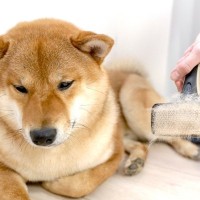 『抜け毛が多い犬種』5選　毛がたくさん抜ける理由や対処法までご紹介