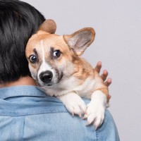 犬が『怯えてしまう』原因２つ　怖がっているときにする仕草や行動とは？