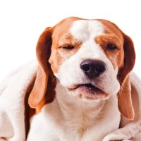 犬の『逆くしゃみ』とは？症状が出やすい犬の特徴や主な原因まで解説