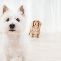 飼い主が『外出する時』の愛犬の心理２つ　寂しいと感じてる？不安を解消する方法はあるの？