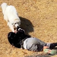 大型犬が『坂から滑り落ちるお姉ちゃん』を見た結果…まさかのハプニングと『必死な救助活動』の一部始終が感動的だと432万再生を突破