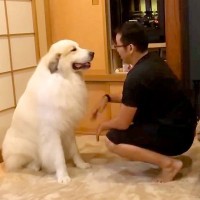 超大型犬が『飼い主に縄張りを荒らされた』結果…まさかの『コントのようなやり取り』が可愛すぎると169万再生「無言の抗議ｗ」「圧ヤバ笑」