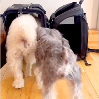 犬2匹が『キャリーバッグに入る練習』をした結果…完全に想定外な『仲良しすぎる行動』が可愛いと80万再生「一緒がいいー！って言ってるｗ」