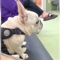 『ボクの番かな…？』犬が動物病院に行った結果…待合室で『診察待ちをする姿』が可愛すぎると20万再生「背筋ピーンｗ」「人間みたい」