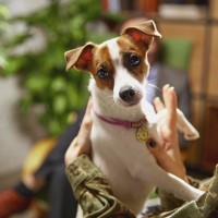 犬の飼い主が絶対にしてはいけない『６つの飼い方』無理は禁物？ワンコにとって苦痛になっているNG行為とは？