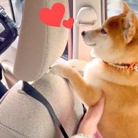 犬は『突然大好きなお兄ちゃんが車に乗ってきたら』どうする？…まさに『狂喜乱舞』な熱烈歓迎が6万再生「暴れてて草」「泣ける反応」と絶賛