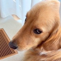 夏、猛暑日で犬の散歩に行けずにいた結果…どうしても早く出たい『アピール方法』が可愛すぎると154万再生「憎めない」「うちと全く同じｗ」