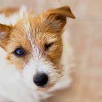 犬が苦痛に感じる『３つのお手入れ』嫌がる理由や正しいケア方法までご紹介