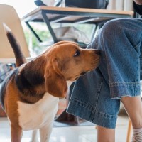 犬が大好きな『ニオイ』ってどんなもの？3つの香りと好む理由をご紹介